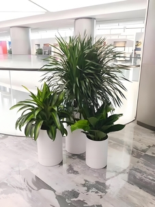 北仑植物租摆公司，绿植装点美好生活